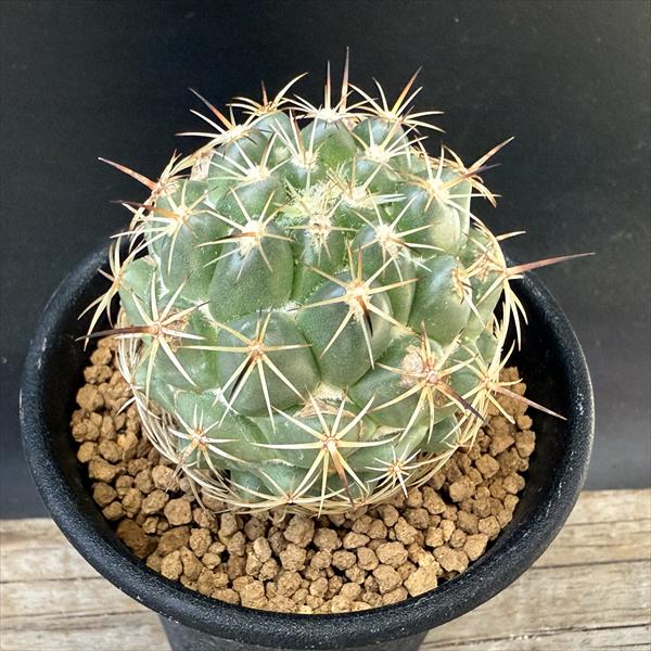 オプンチア　サンタリタ　5株セット 楽天市場】ウチワサボテン オプンチア サンタリタ : plant life