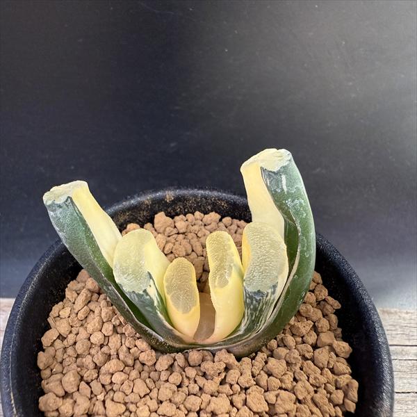 ハオルチア セタタ 錦 ボルシー錦とセタータ錦 | 【空中庭園+HAWORTHIA.JP+】weblog