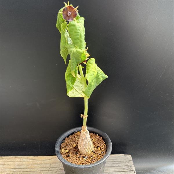 コミフォラ　クラウセリアナ　現地球　発根済み　コレクション株　灌木 RAFLUMコレクション】コミフォラ クラウセリアナ 【発根済み