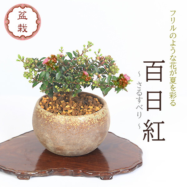 『千成柿』 楽天市場】庭木・植木苗：千成柿（せんなりがき）*鑑賞柿の最高