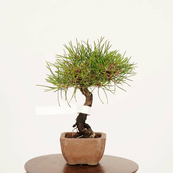 楽天市場】盆栽：三河黒松*現品 くろまつ クロマツ Kuromatsu bonsai