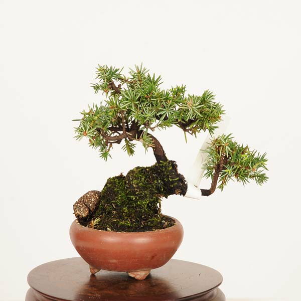 杜松盆栽 杜松盆栽 | EVER ROOTS BONSAI STORE