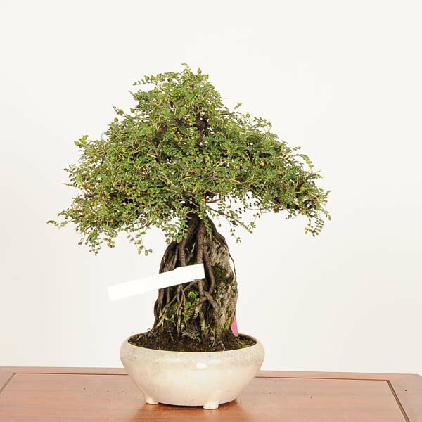 磯山椒 イソザンショウ｜石木花｜SEKIBOKKA