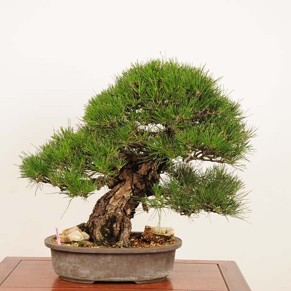 八房蝦夷松 楽天市場】盆栽 特選：特選白芽八房蝦夷松* 現品 えぞまつ エゾマツ