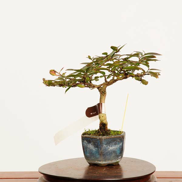 楽天市場】盆栽：赤松（アカマツ）*現品 あかまつ Akamatsu bomsai