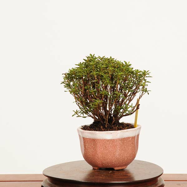 楽天市場】盆栽 特選：早乙女さつき 現品*皐月 サツキ satsuki bonsai