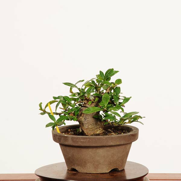 楽天市場】盆栽：梔子(喜代誉)*現品 一点物 くちなし クチナシ