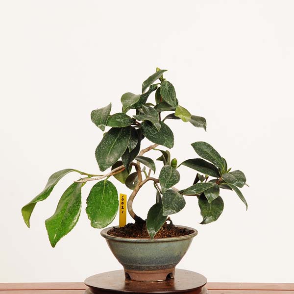楽天市場】盆栽：椿 現品 *つばき ツバキ Tsubaki bonsai Camellia