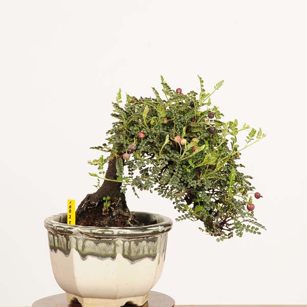 楽天市場】磯ザンショウ （小品盆栽）いよじ園 : いよじ園 楽天市場店