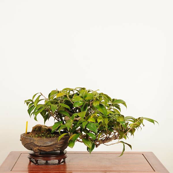 楽天市場】盆栽：椿 現品 *つばき ツバキ Tsubaki bonsai Camellia