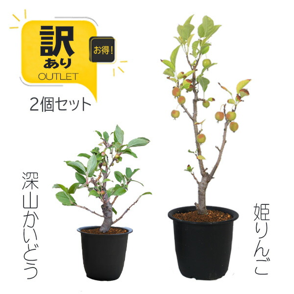 楽天市場】苗：黄金イチイ(一位)* いちい : 遊恵盆栽 楽天市場店