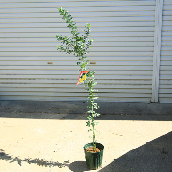庭木　植木：銀葉アカシア　ミモザ*ギンヨウアカシア　6号　佐川急便