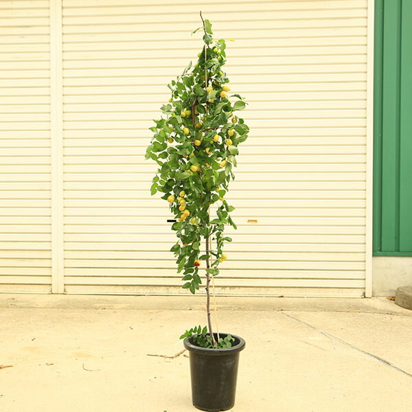 楽天市場】【現品G469】なつめ（ナツメ) 新疆棗王(しんきょうなつめ