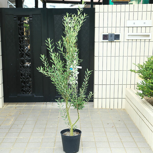 楽天市場】特選庭木・植木：オリーブ（シプレッシーノ）*樹高