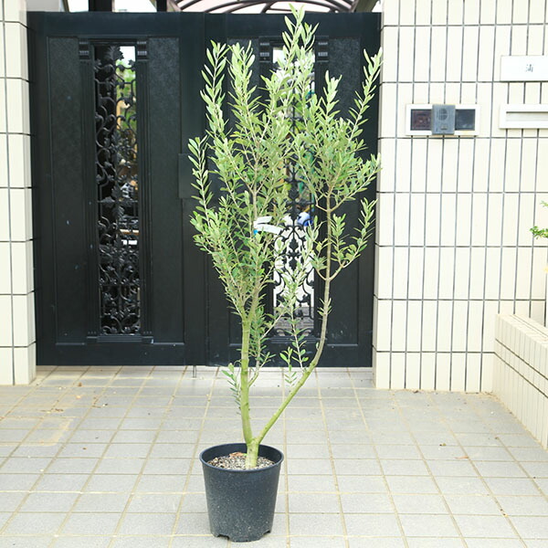 オリーブの木 ルッカ 盆栽風 8号 約40cm 現品販売 観葉植物 オリーブ 8号 ルッカ エディラウンド 黒 付き | 観葉植物なら
