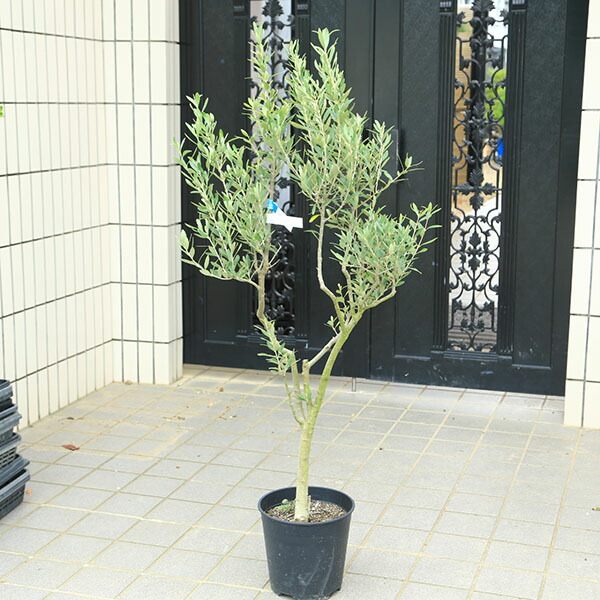オリーブの木,た植物/観葉植物シプレッシーノ『綺麗な樹形。樹高約160㌢ オリーブの木,た植物/観葉植物 シプレッシーノ『特大、綺麗な樹