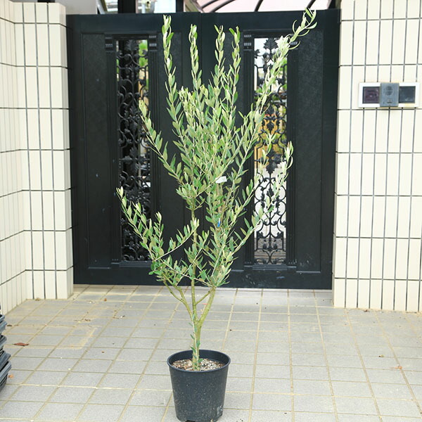 楽天市場】特選庭木・植木：オリーブ（マンザニロ）太幹 安心の8号