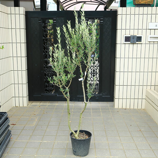 楽天市場】オリーブ モライオロ モロイオロ 観葉植物 販売 木 苗