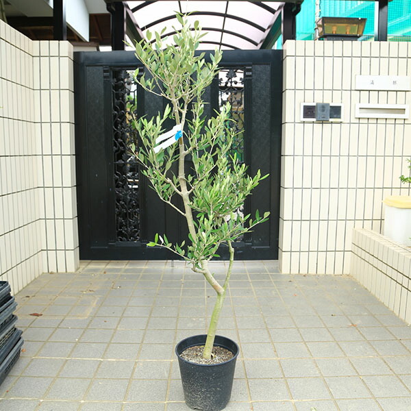 楽天市場】おしゃれ 観葉植物：オリーブの木 ルッカ 8号*現品1番 SOUJU
