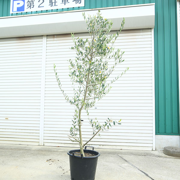 庭木・植木：オリーブ（ルッカ）太幹大株　*全高180ｃｍ 現品限り　佐川急便配送