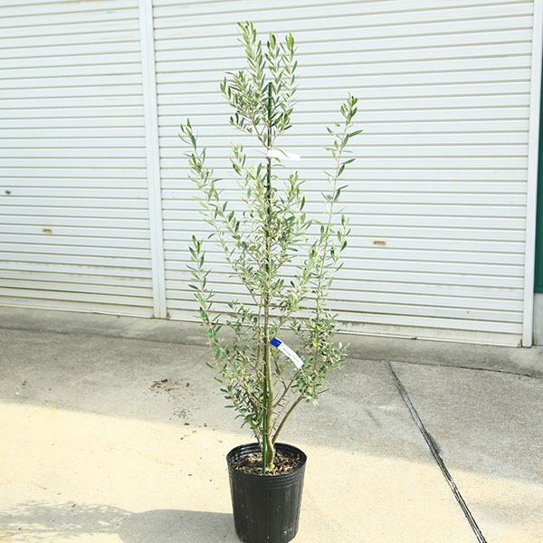 楽天市場】庭木・植木：オリーブ（アルベキナ）アルベキーナ*樹高