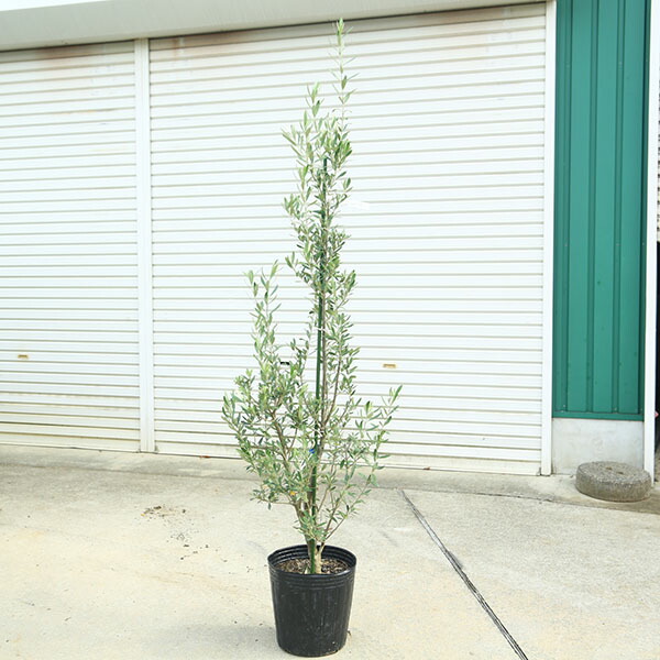 オリーブの木　マウリィーノ　8号　約110cm　NO.577　希少品種　一点物 オリーブの木 マウリィーノ 8号 約110cm NO.577 希少品種 一点物