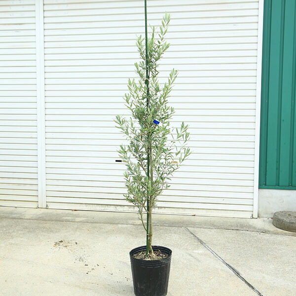 楽天市場】特選庭木・植木：オリーブ（シプレッシーノ）*樹高