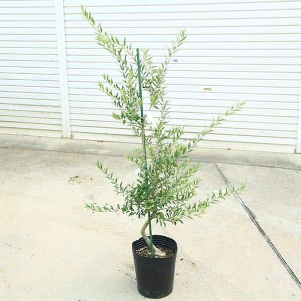楽天市場】庭木・植木：オリーブ（アルベキナ）アルベキーナ*樹高