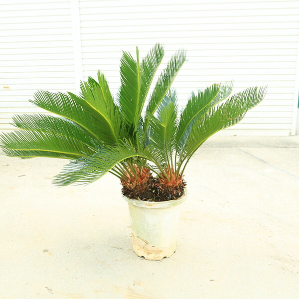 特選庭木・植木　ソテツ：蘇鉄*12号 　カップルソテツ　ダブルヘッド　全高110ｃｍ 現品限り　大型佐川急便配送