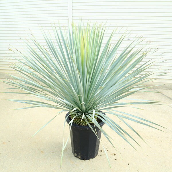 楽天市場】［2026年春発送・予約］ユッカ ロストラータ 大株 根巻苗