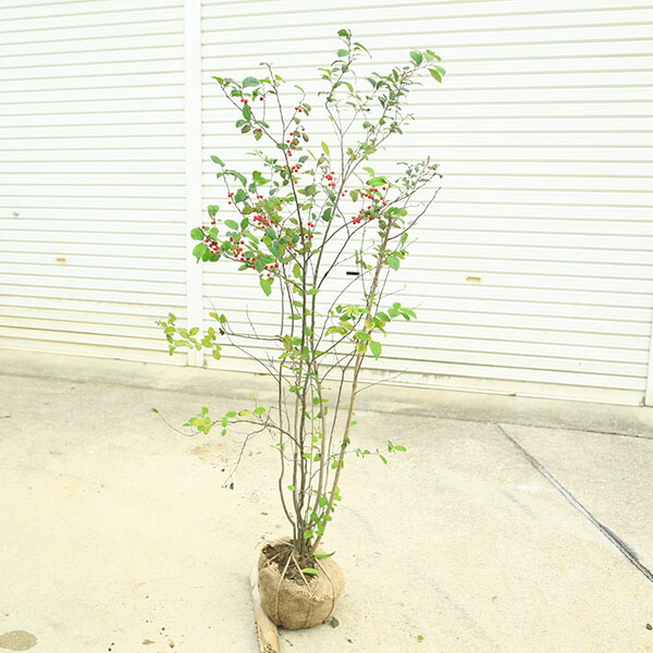 楽天市場】梅モドキ盆栽 実付き 9月から11月頃まで 盆栽 : 園芸百貨店