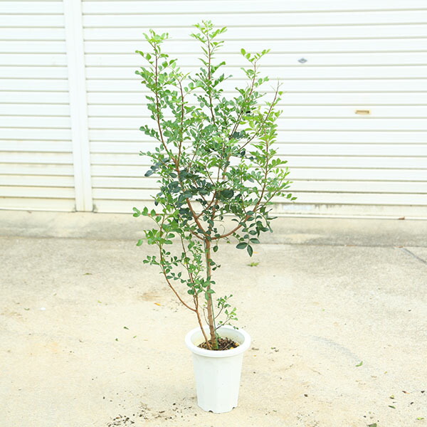 楽天市場】【現品発送M3182】ピスタチア レンティスクス 7号