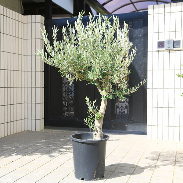 楽天市場】特選庭木・植木：オリーブ（シプレッシーノ）*樹高150cm