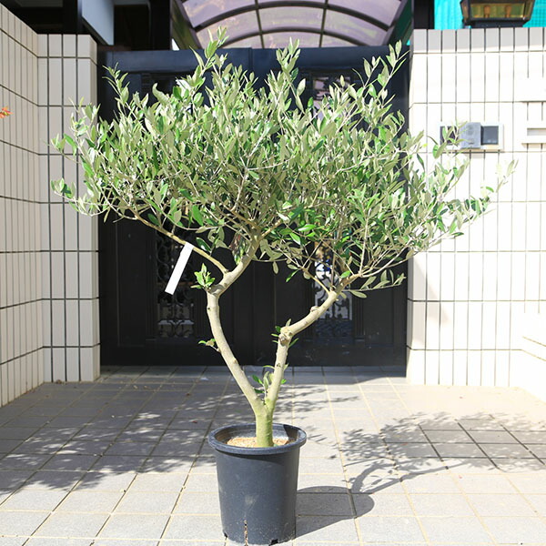 オリーブ　創樹　souju シプレッシーノ　ネバディロブランコ　オリーミー　8号 楽天市場】観葉植物 おりーぶ SOUJU（創樹）ブランド：オリーブの木*3