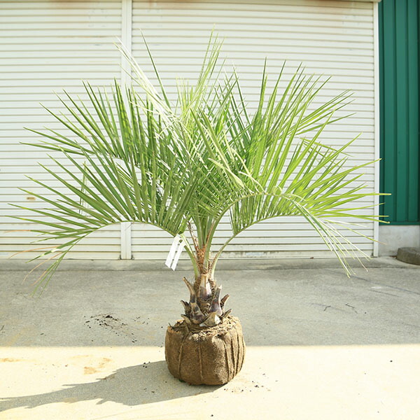 ワシントンヤシ 約6メートル ワシントンヤシ 約6メートル : arcadia.st