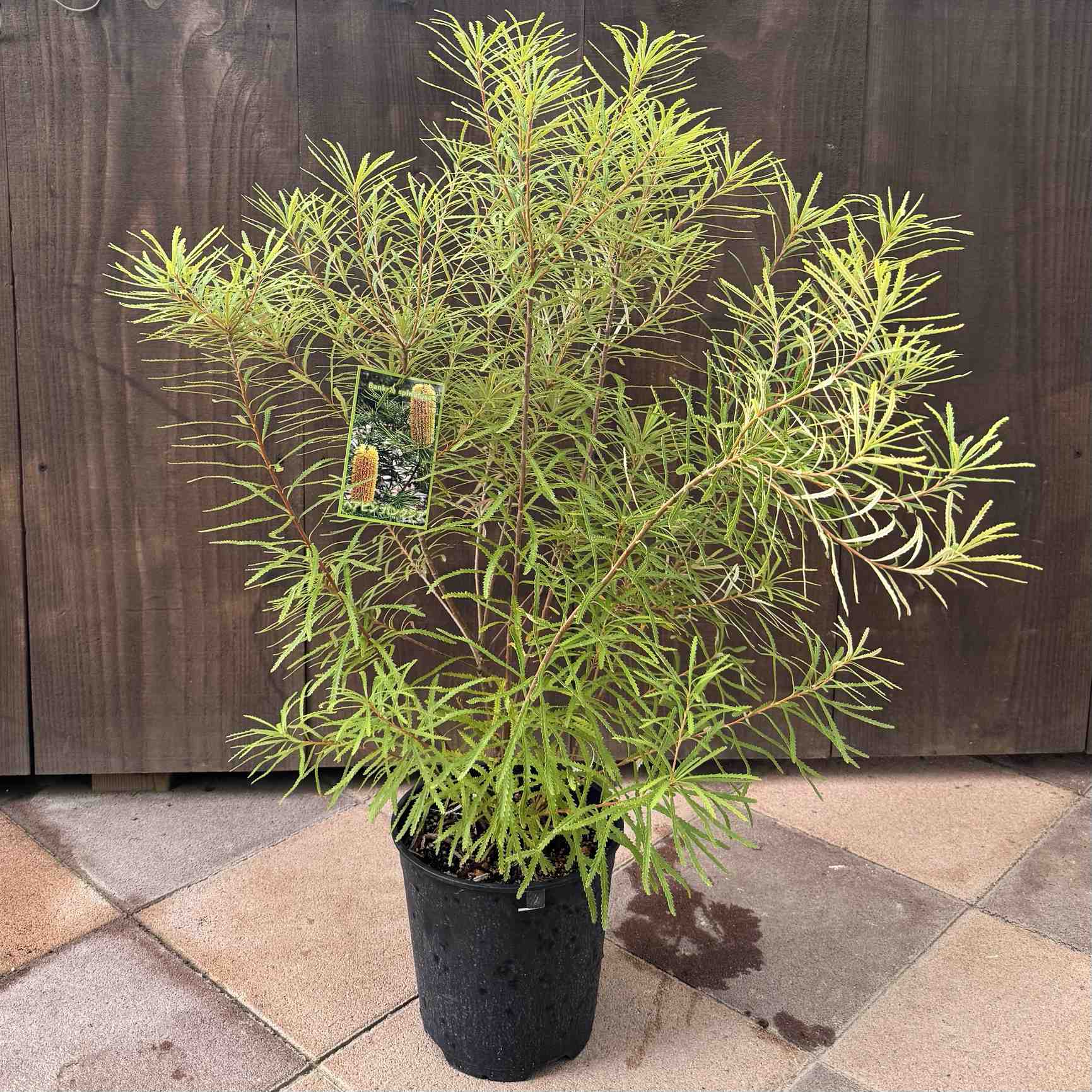 楽天市場】観葉植物 鉢花 苗：バンクシア メンジーシー*6号