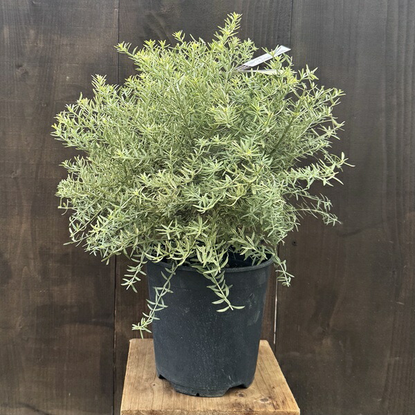 楽天市場】苗 観葉植物：ウエストリンギア スモーキーホワイト*7