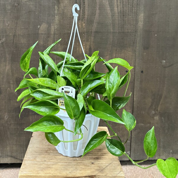 楽天市場】観葉植物：フペルジア グリーンゴエベリー*吊り鉢 Huperzia