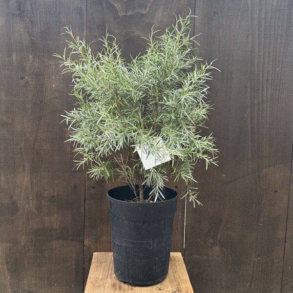 シルバーティーツリー　株立ち　大型商品 楽天市場】【現品発送】シルバーティーツリー レプトスペルマム