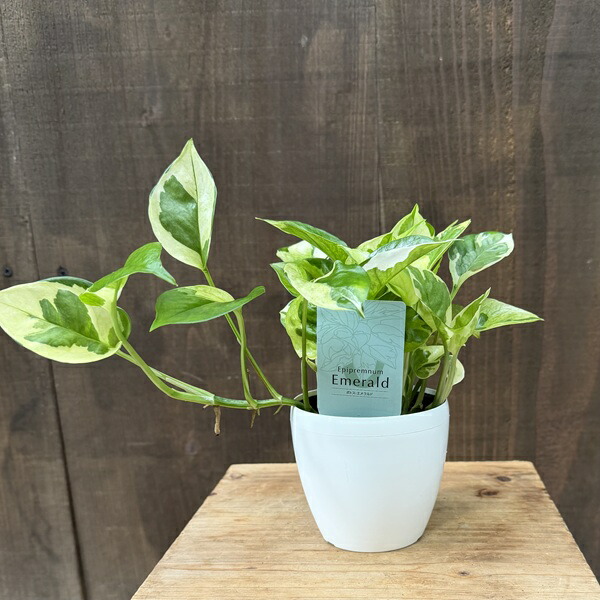 楽天市場】観葉植物：モンステラ エスケレート*5号 吊り鉢 Monstera