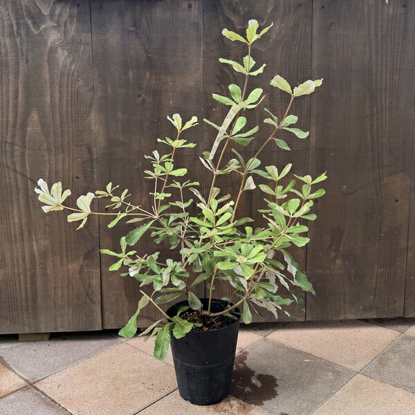 楽天市場】観葉植物 鉢花 苗：バンクシア メンジーシー*6号 Banksia