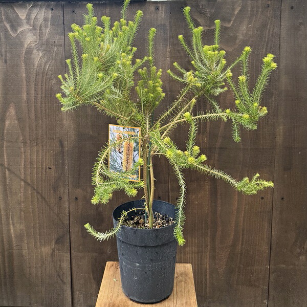 楽天市場】ヒースバンクシア・エリシフォリア 5号ポット苗