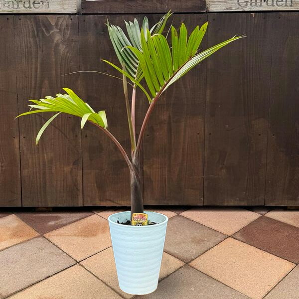 楽天市場】おしゃれ 観葉植物・希少：トックリヤシ(徳利椰子)*とっくり