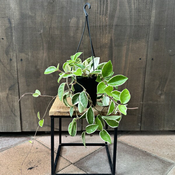 楽天市場】おしゃれ 観葉植物：ミクロソリウム ディベルシフォリウム*5