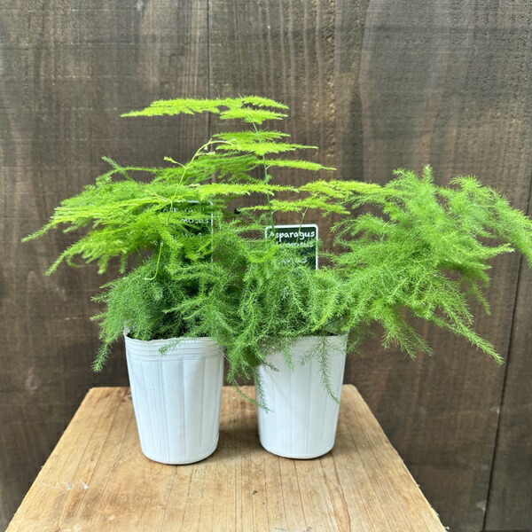 アスパラガス　スマイラックス　苗　観葉植物　グリーン　沖縄 アスパラガス：スマイラックス3号ポット苗4株セット の通販