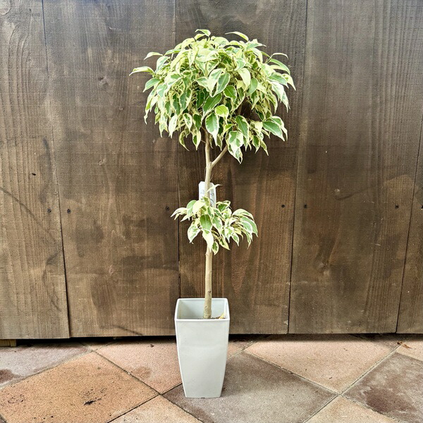 楽天市場】おしゃれ 観葉植物：フィカス ベンジャミン スターライト