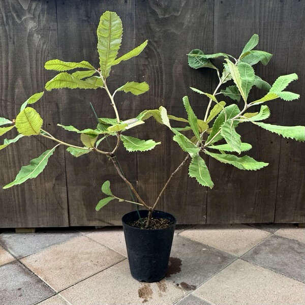 楽天市場】観葉植物 鉢花 苗：バンクシア メンジーシー*6号 Banksia