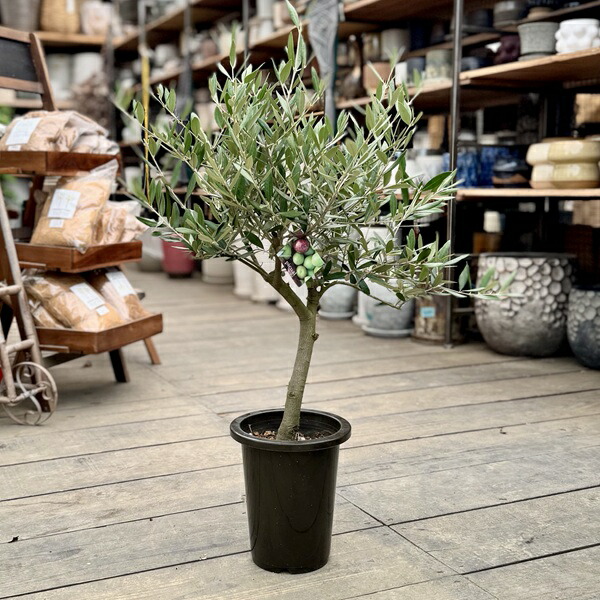 楽天市場】観葉植物 おりーぶ SOUJU（創樹）ブランド：オリーブ
