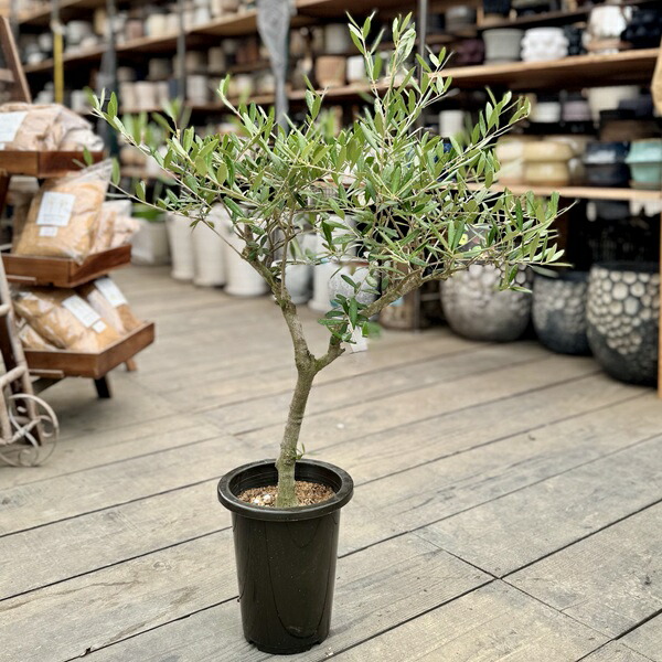 楽天市場】観葉植物 おりーぶ SOUJU（創樹）ブランド：オリーブの木*3