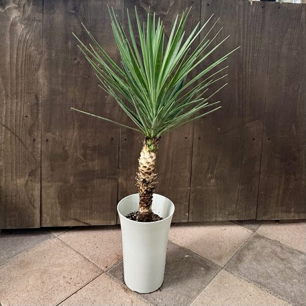 楽天市場】おしゃれ 観葉植物：斑入りユッカ グロリオサ*バリエガータ